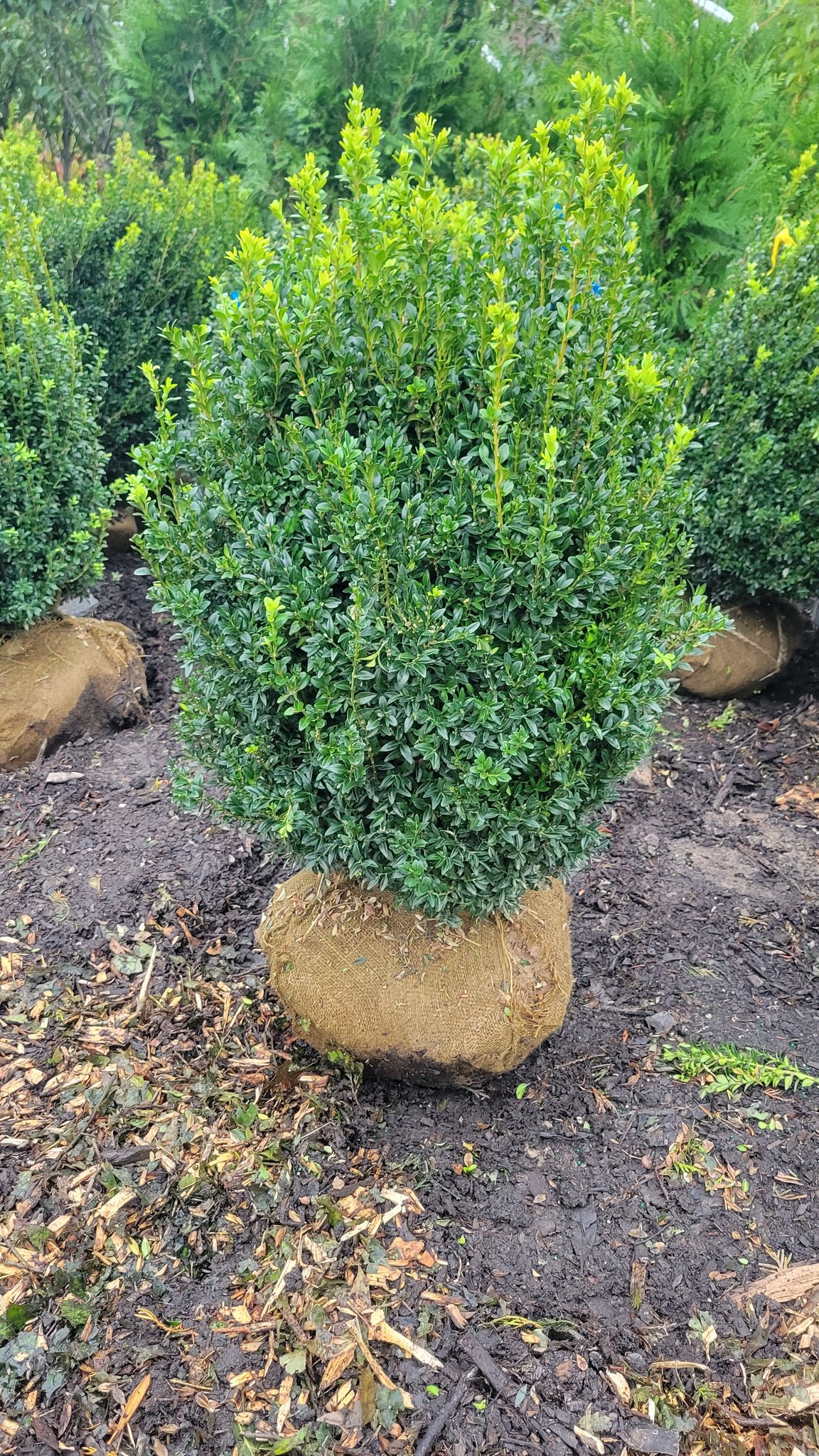 Deer resistant shrubs