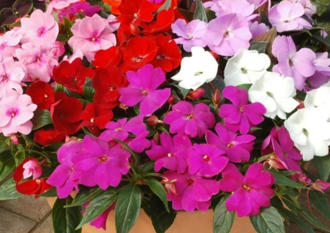 New Guinea impatiens