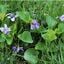 Wild Violets. Difficult weed control.