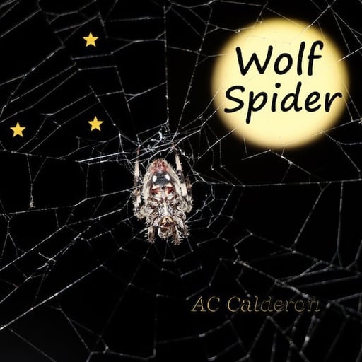 Wolf Spider 🐺🕷️