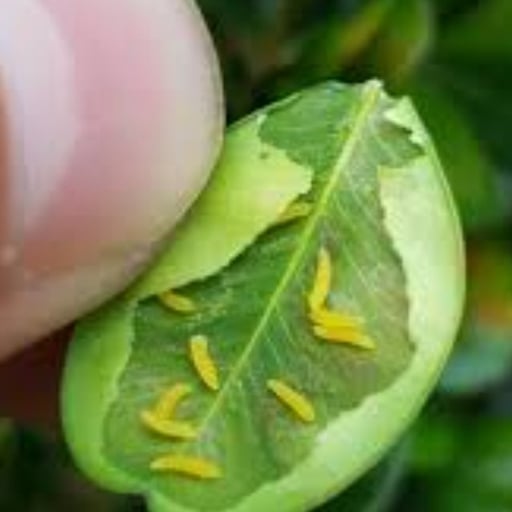 Boxwood leaf miner