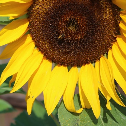 Massage & Bodywork Consent Form