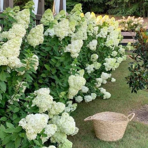 Limelight hydrangea