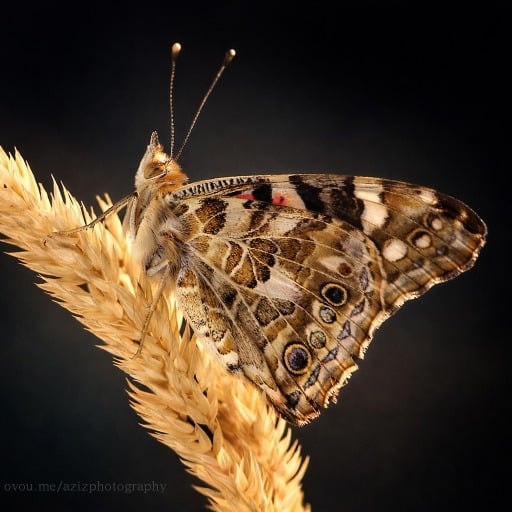 Strength & Vulnerability