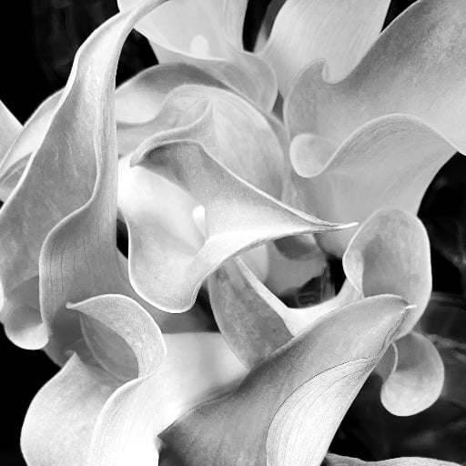 Abstracting Nature -Belvedere Tiburon Library until 3/11/26 - M-Th 9am-8pm; Sat & Sun 10am-5pm