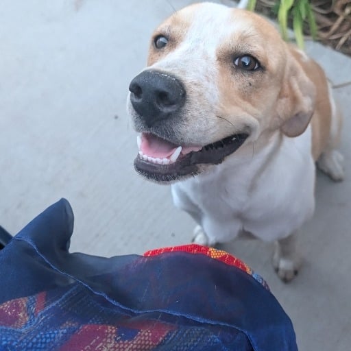 Grace the Dog Amazon Wish List