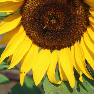 Massage & Bodywork Consent Form